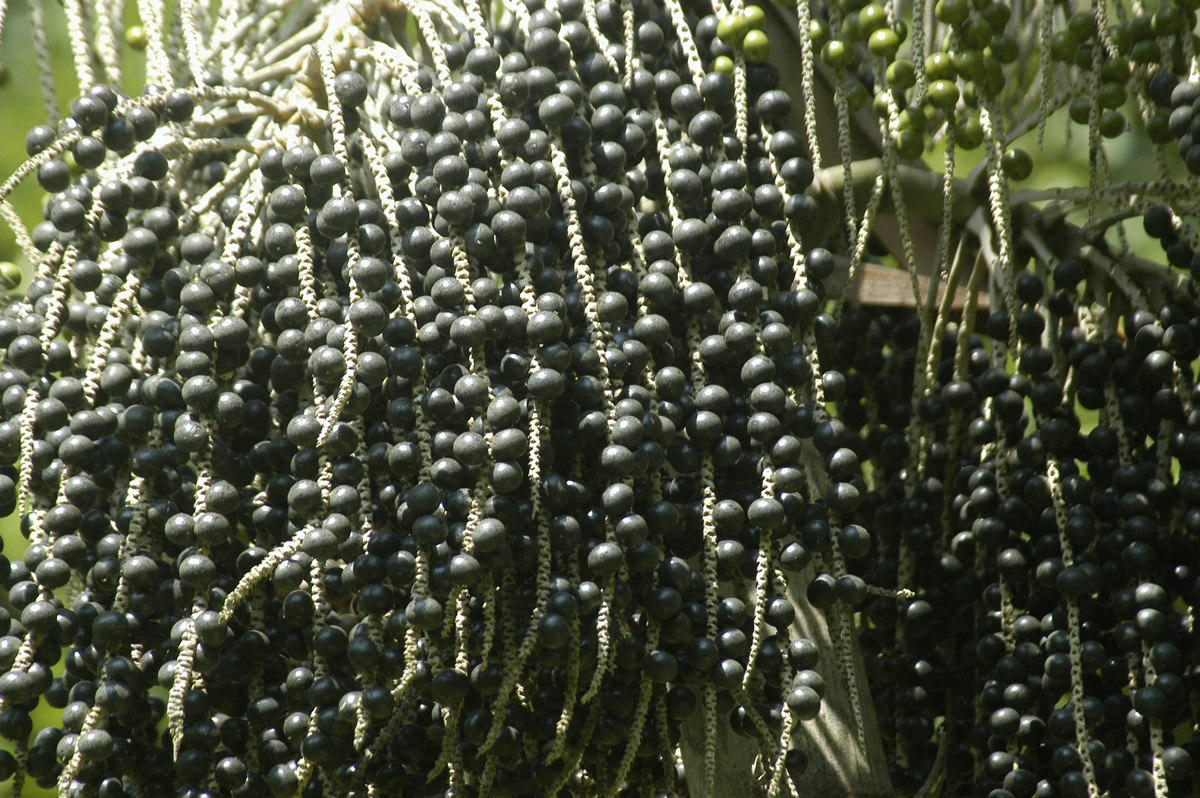 Acai-DSC_2935.jpg